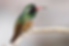 ree