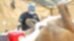 Esterilización gratuita de mascotas en Baja California Sur